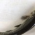 青鱼苗，（田螺鱼）黑鲩鱼，大量现货出售，活跃生猛，规格齐