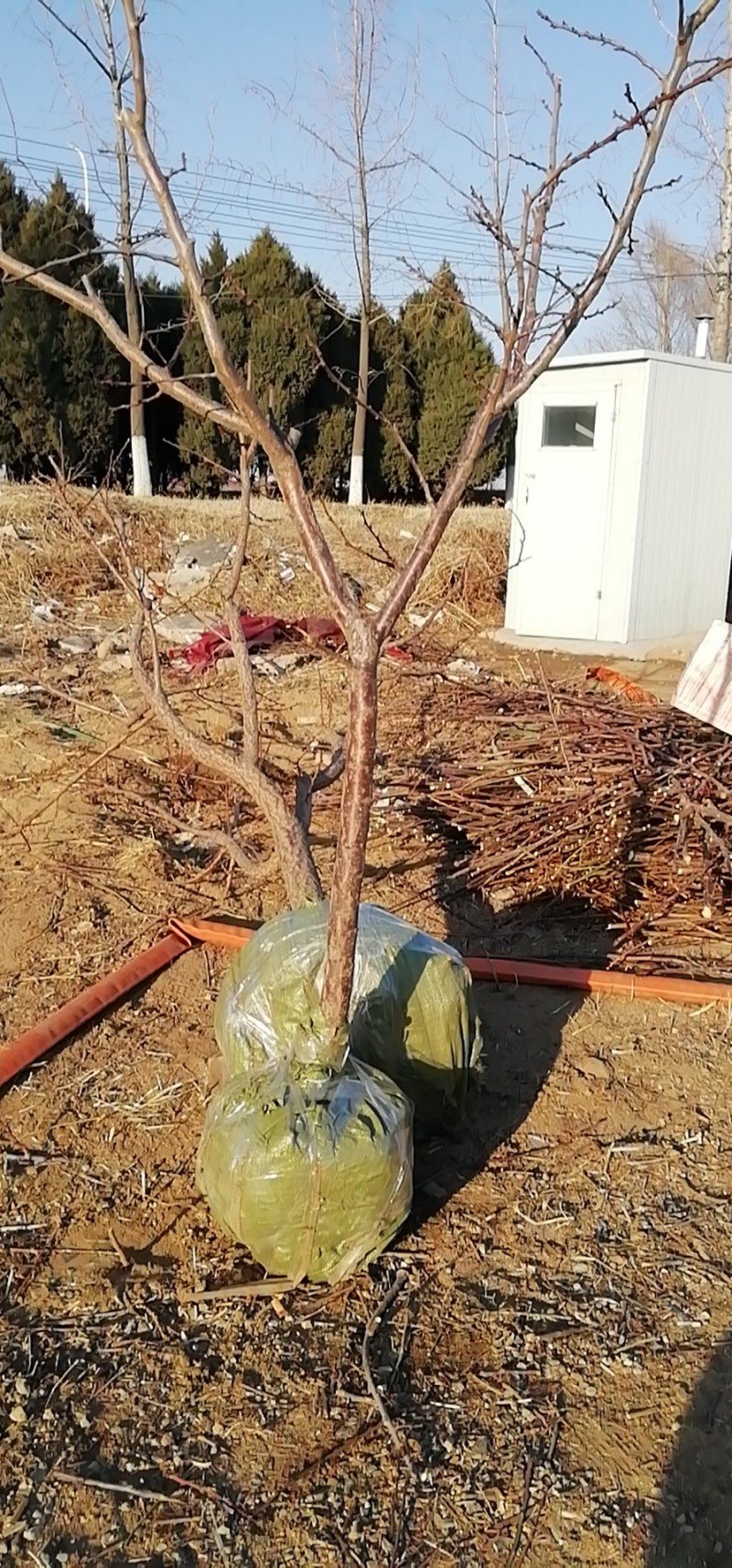 杏树苗，辽南名杏沙金红，干碗离核品种，果个大口感甜