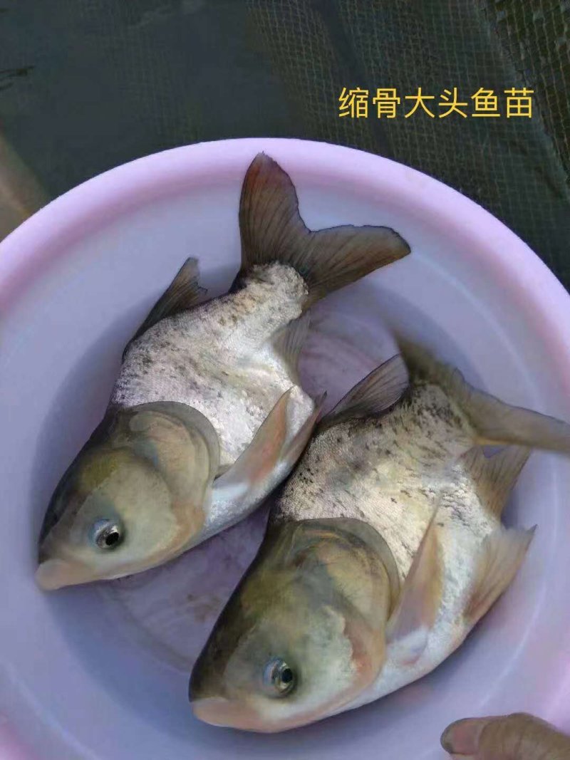 缩骨大头鱼苗，鳙鱼苗，缩骨花鲢鱼苗，规格齐全，活跃生猛