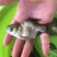 缩骨大头鱼苗，鳙鱼苗，缩骨花鲢鱼苗，规格齐全，活跃生猛