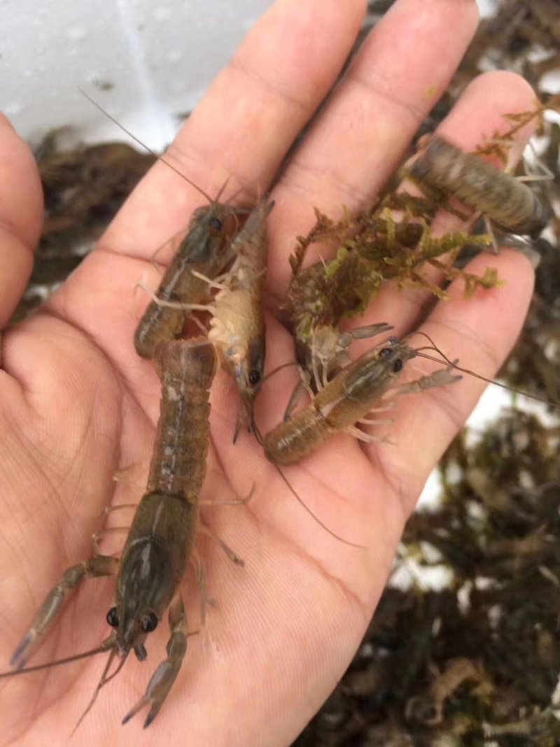 澳洲淡水龙虾苗，品种好，成活率高，快大好养，大量现货批发