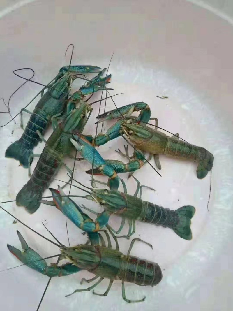 澳洲淡水龙虾苗，品种好，成活率高，快大好养，大量现货批发