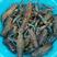 澳洲淡水龙虾苗，品种好，成活率高，快大好养，大量现货批发