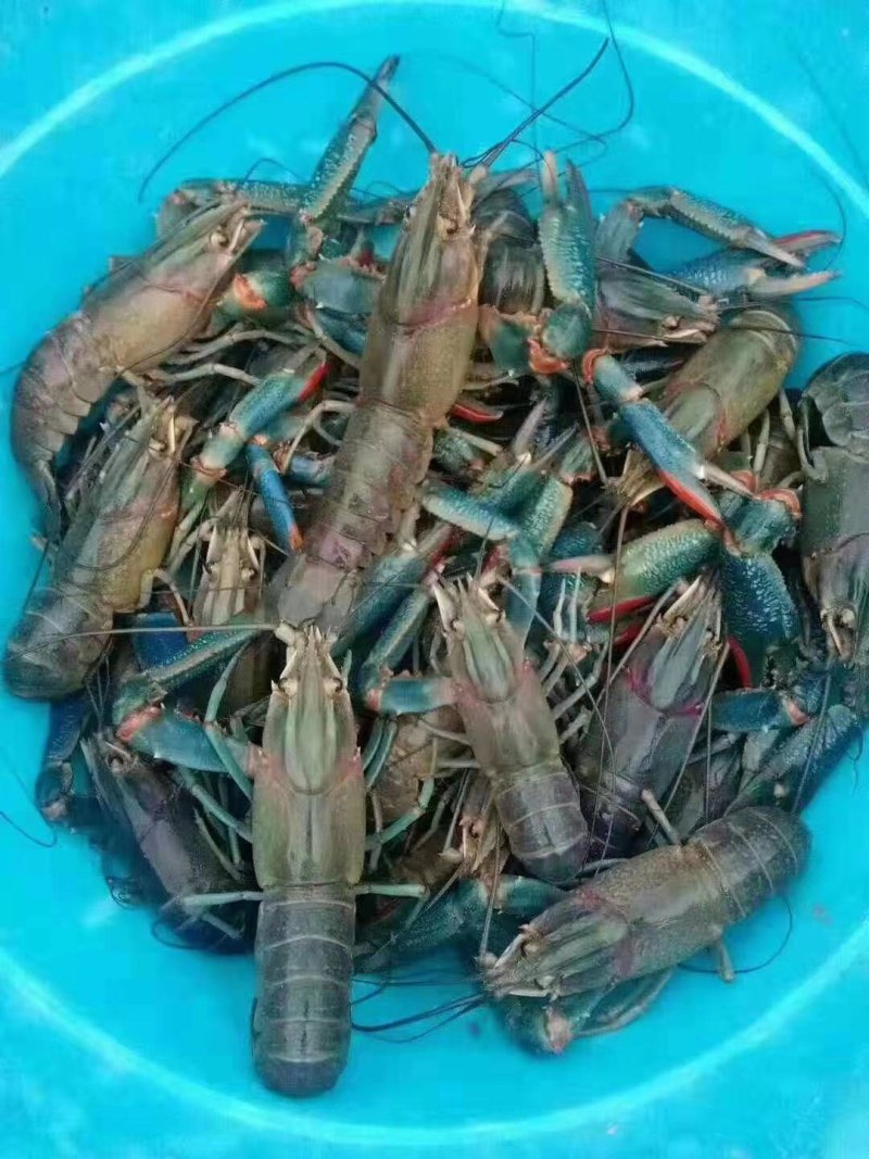 澳洲淡水龙虾苗，品种好，成活率高，快大好养，大量现货批发