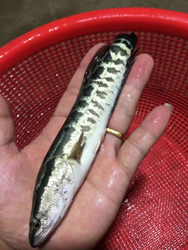 黑鱼苗，杂交黑鱼苗，乌鱼苗，大量现货出售，规格齐全，活跃