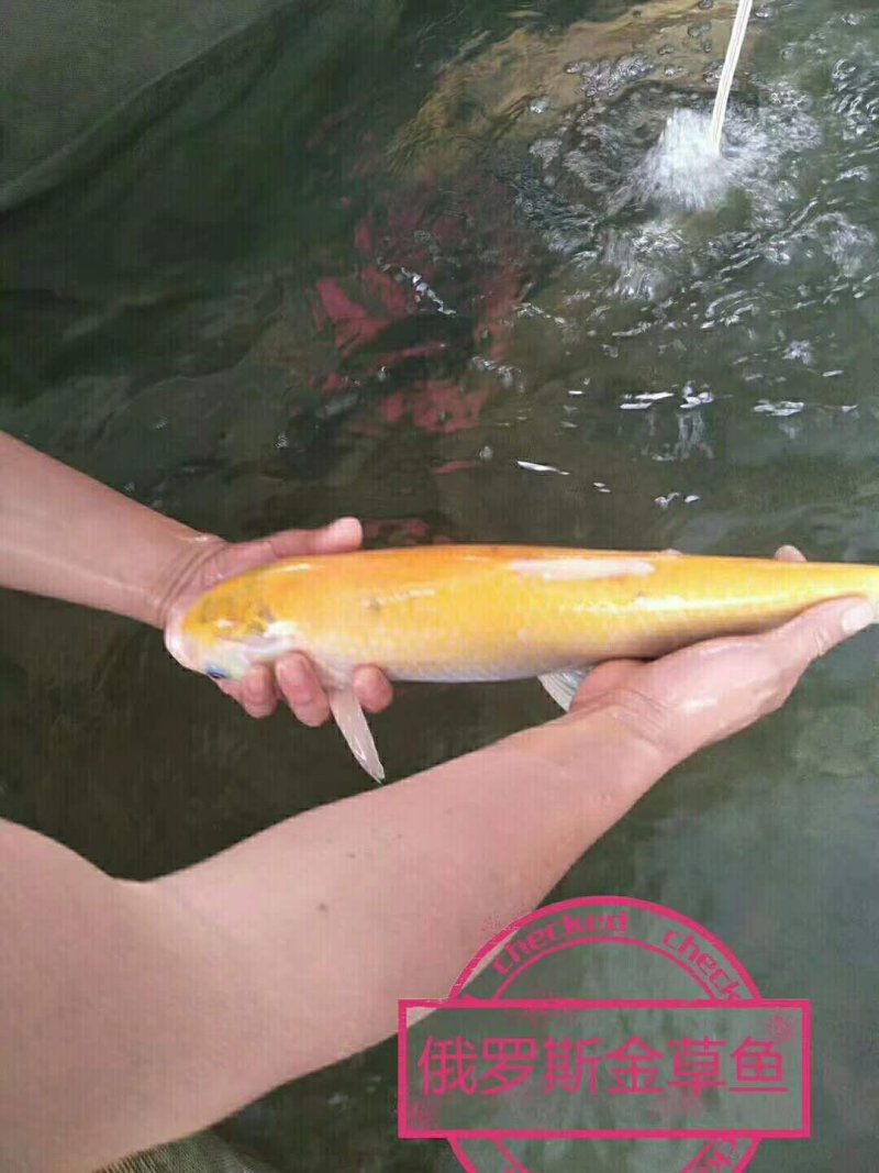 俄罗斯金鲩鱼苗，黄金草鱼苗，规格齐全，活跃生猛