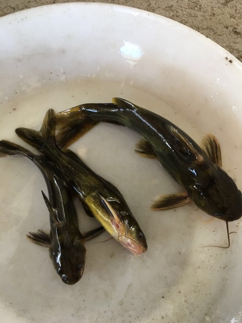 黄颡鱼苗，黄骨鱼苗，黄辣丁鱼苗，大量现货出售，规格齐全