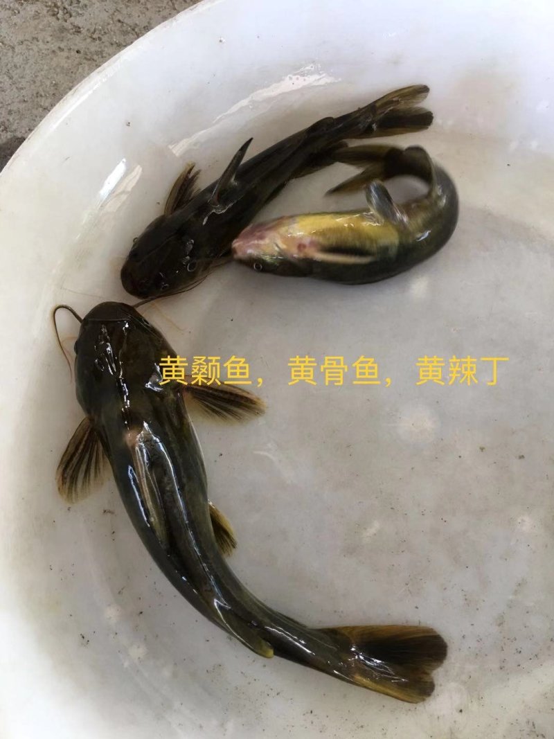 黄颡鱼苗，黄骨鱼苗，黄辣丁鱼苗，大量现货出售，规格齐全