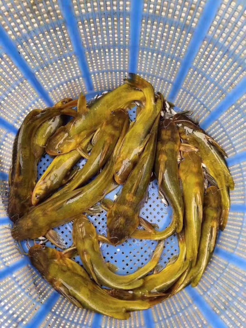黄颡鱼苗，黄骨鱼苗，黄辣丁鱼苗，大量现货出售，规格齐全