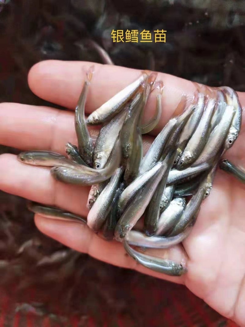 银鳕鱼苗，品种好，快大好养，大量现货出售，规格齐全，活跃