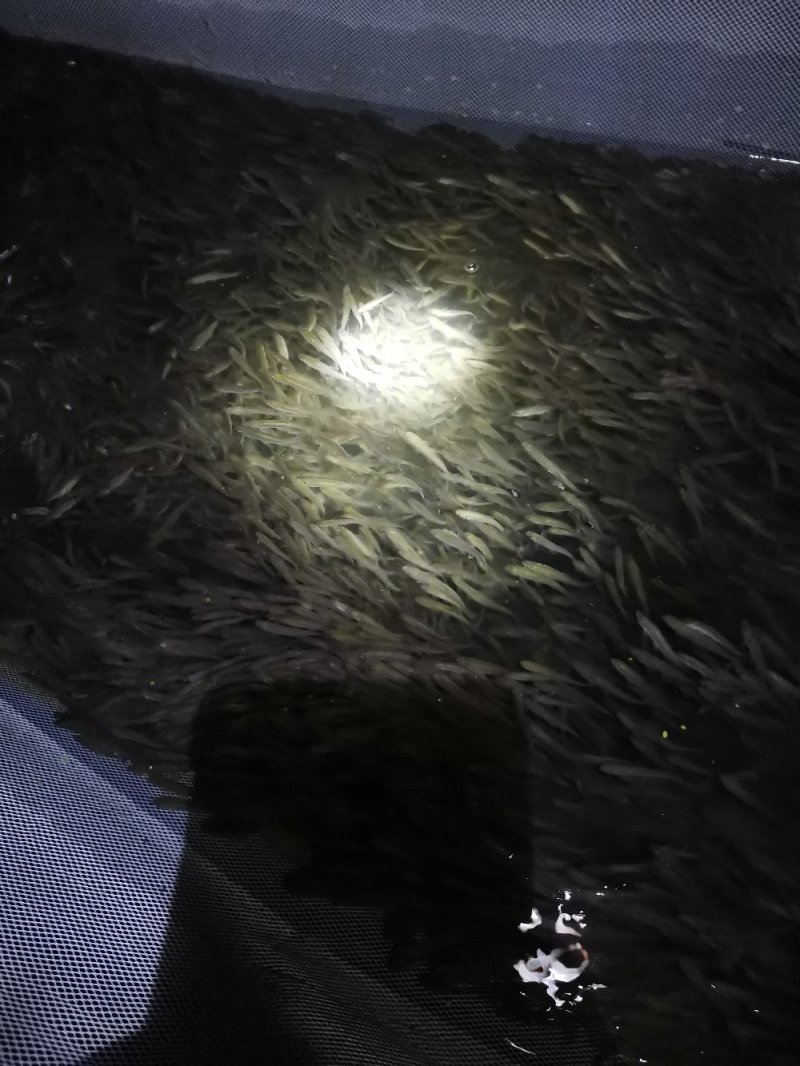 麦穗鱼，活体麦穗鱼，可以发活体