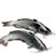 美国斑点叉尾鮰鱼苗，江团鱼苗，规格齐全，活跃生猛的
