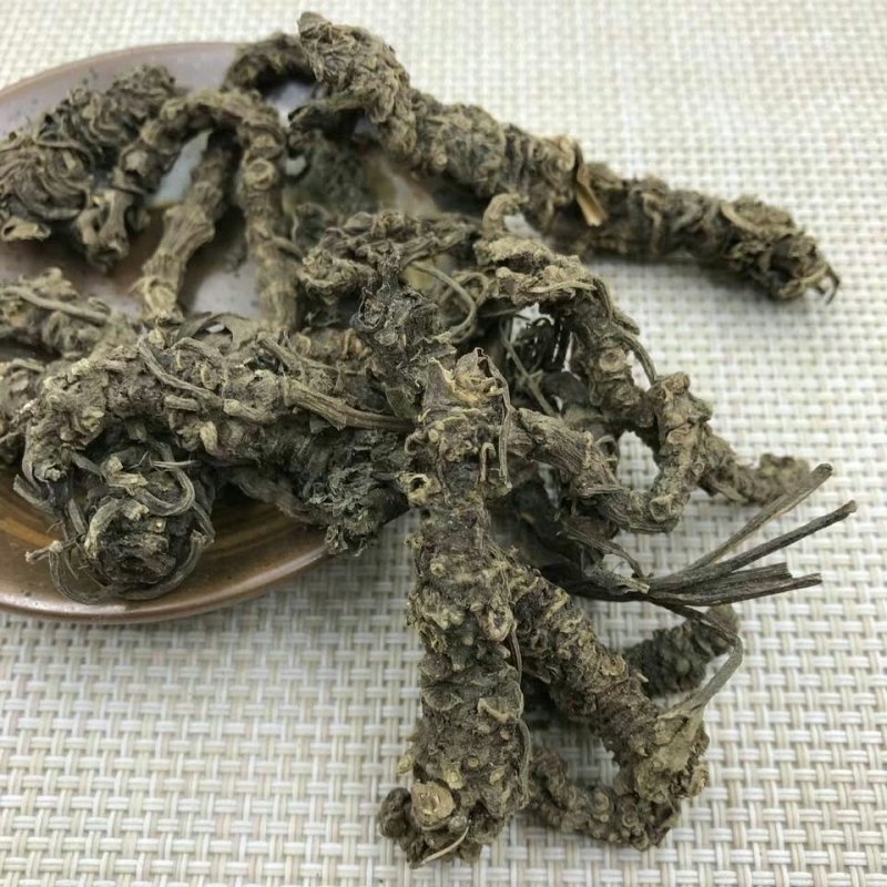 颉草根光缬草根无毛须马蹄香根蜘蛛香