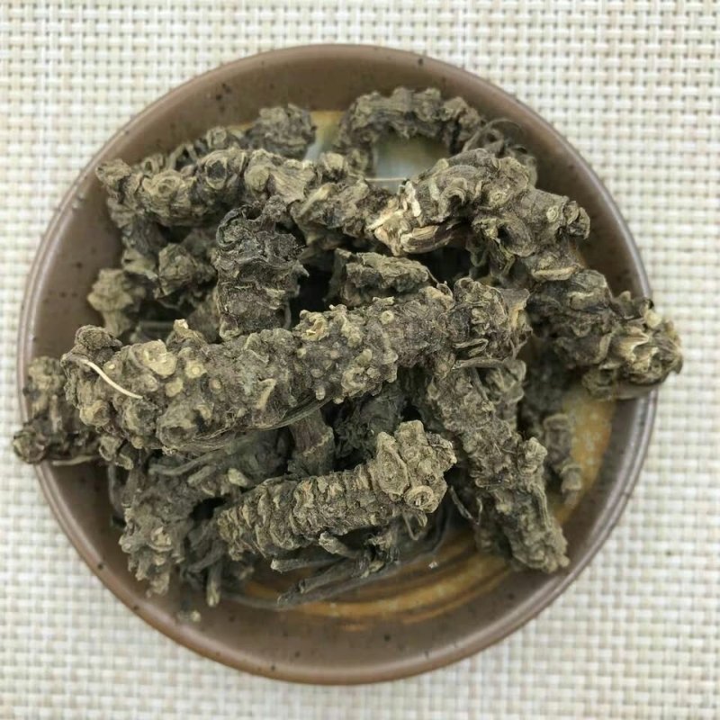 颉草根光缬草根无毛须马蹄香根蜘蛛香