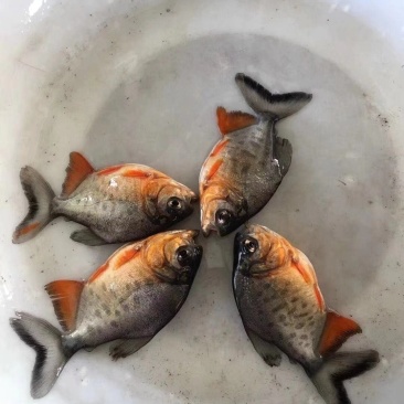 鲳鱼苗，红鲳鱼苗，快大好养，大量现货出售，规格齐全，活跃