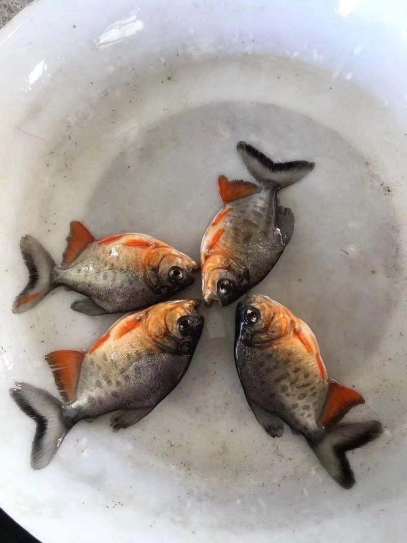 鲳鱼苗，红鲳鱼苗，快大好养，大量现货出售，规格齐全，活跃