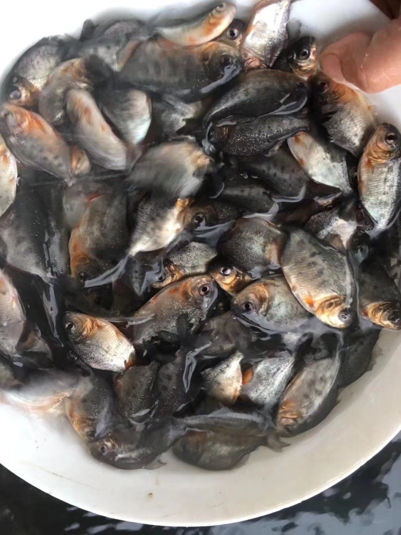 鲳鱼苗，红鲳鱼苗，快大好养，大量现货出售，规格齐全，活跃