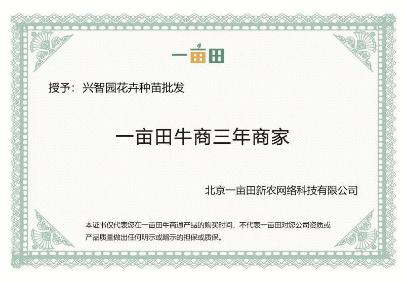 八仙花种苗无尽夏花海打造阳台种植，盆栽种植