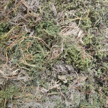 小春花，一朵云，常年批发供应各种规格冷背中药材阴地蕨