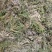 小春花，一朵云，常年批发供应各种规格冷背中药材阴地蕨
