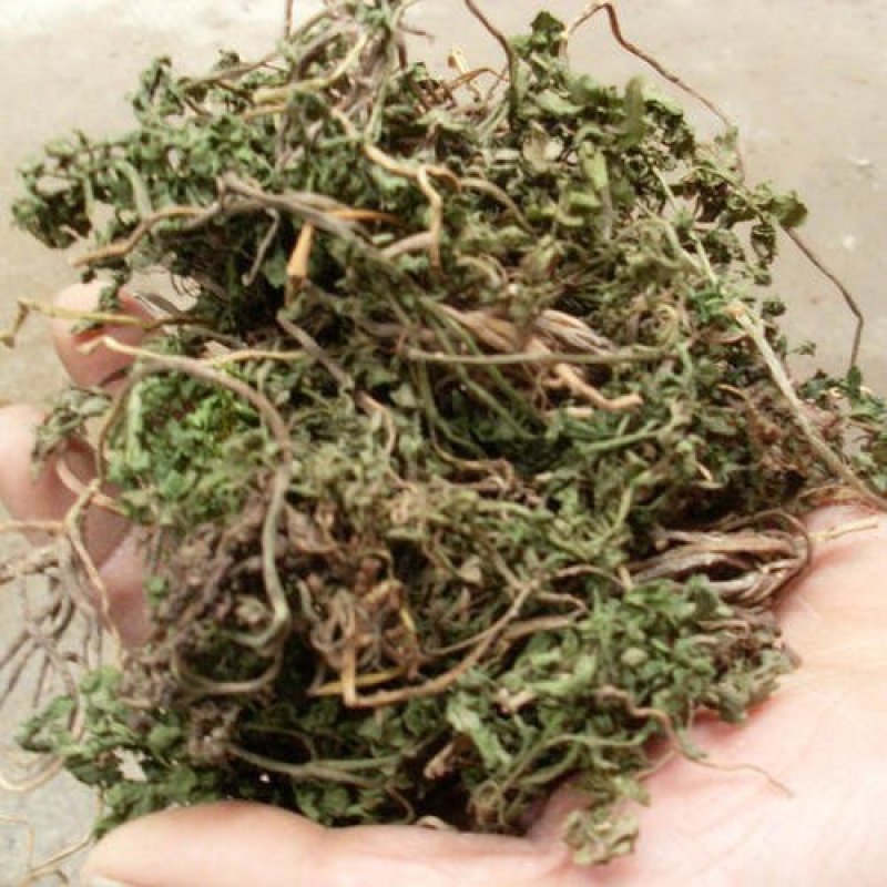 小春花，一朵云，常年批发供应各种规格冷背中药材阴地蕨