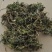 小春花，一朵云，常年批发供应各种规格冷背中药材阴地蕨