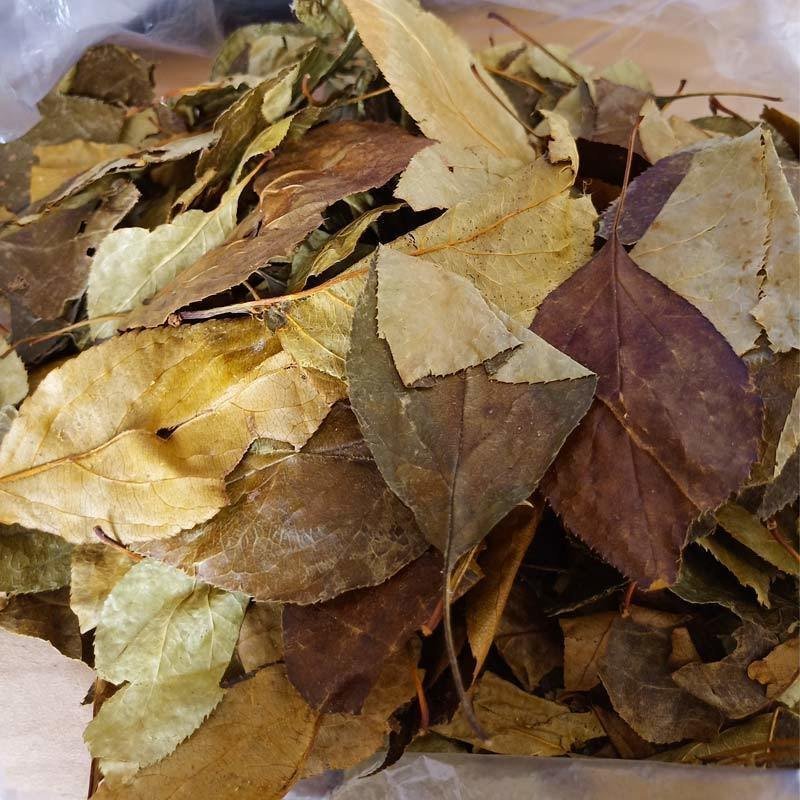 三匹罐山茶叶海棠茶茶叶自然晒干