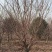黄花菜小苗价格哪里卖黄花菜苗种植基地泰安旺运苗木