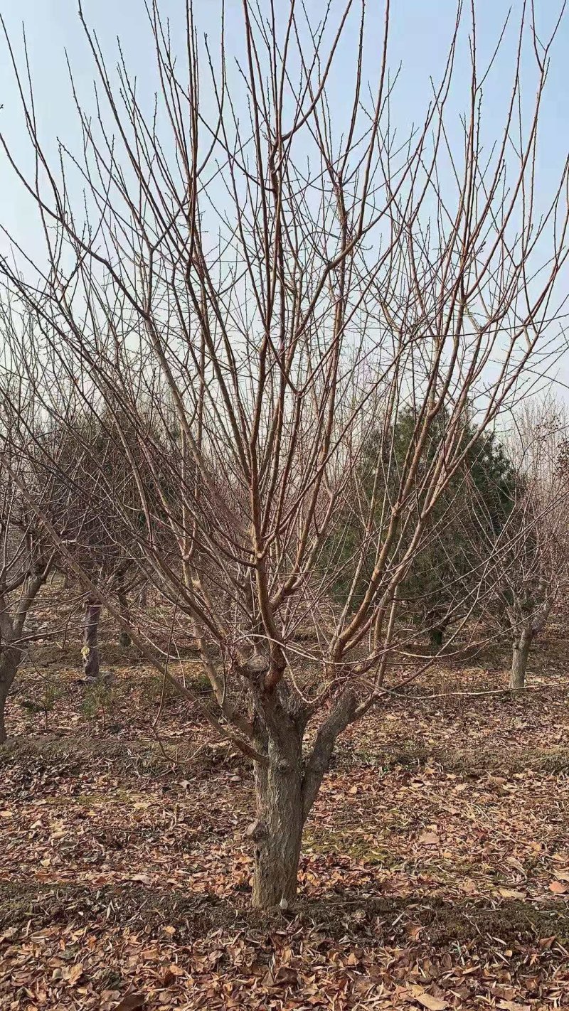 黄花菜小苗价格哪里卖黄花菜苗种植基地泰安旺运苗木