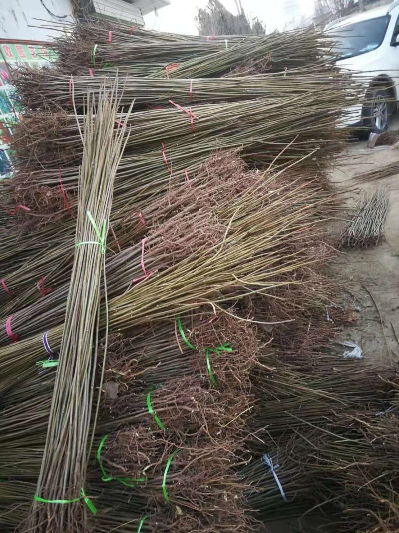 黄花菜小苗价格哪里卖黄花菜苗种植基地泰安旺运苗木