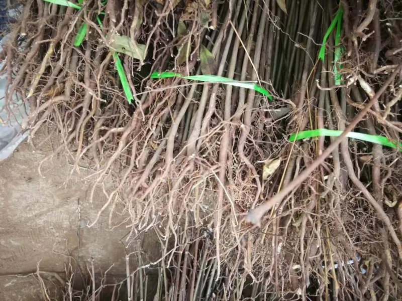 黄花菜小苗价格哪里卖黄花菜苗种植基地泰安旺运苗木
