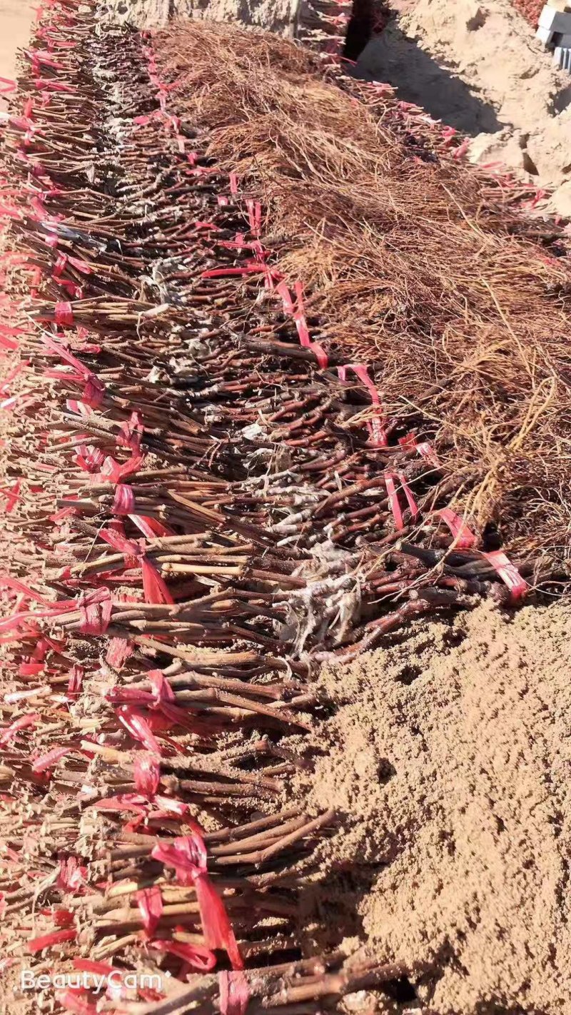 黄花菜小苗价格哪里卖黄花菜苗种植基地泰安旺运苗木