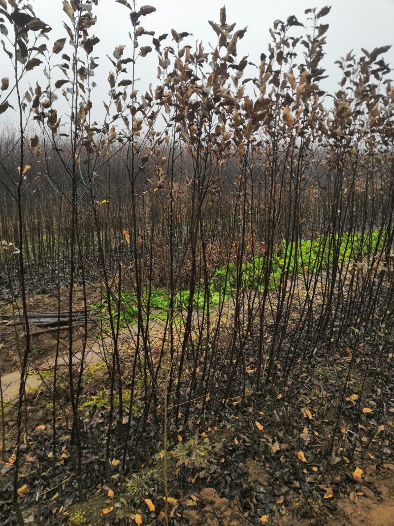 黄花菜小苗价格哪里卖黄花菜苗种植基地泰安旺运苗木