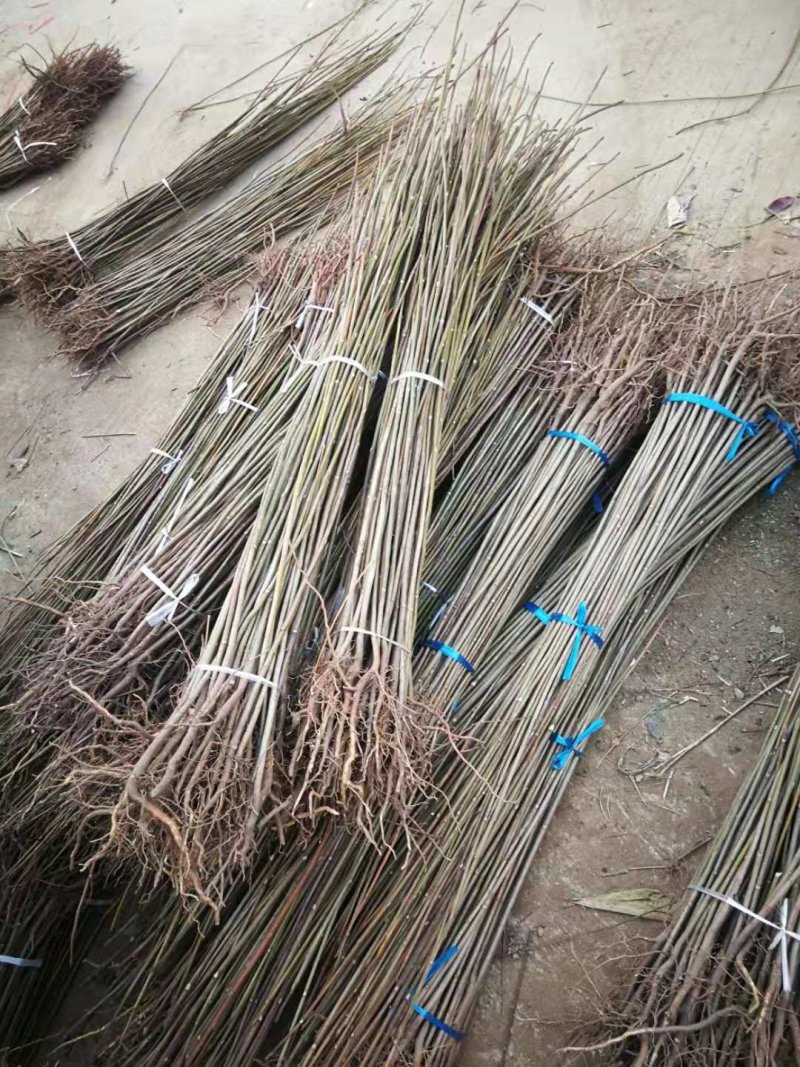黄花菜小苗价格哪里卖黄花菜苗种植基地泰安旺运苗木