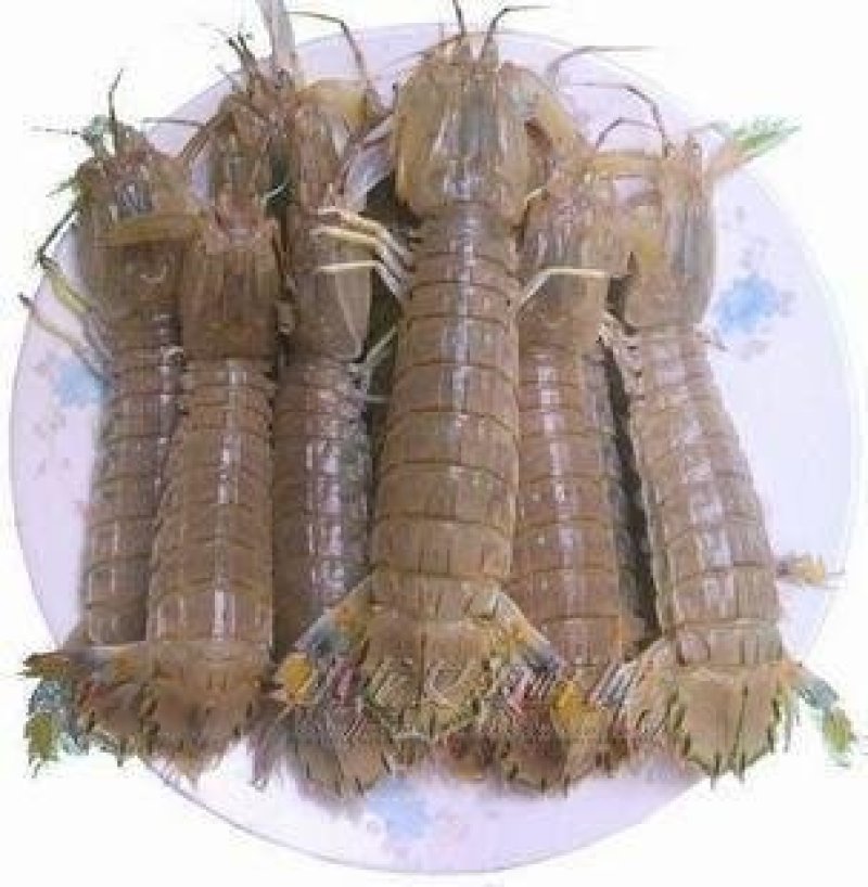 虾婆