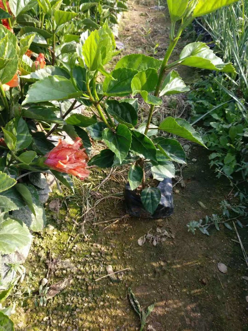 黄花朱槿，绿化工程苗木