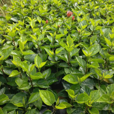 黄花朱槿，绿化工程苗木