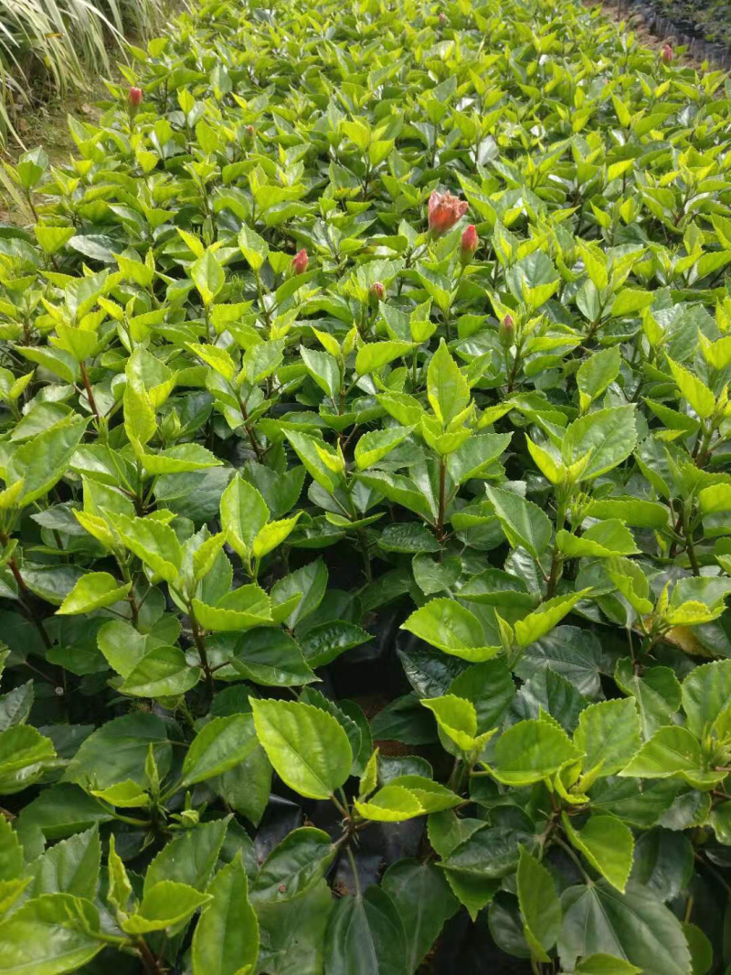 黄花朱槿，绿化工程苗木