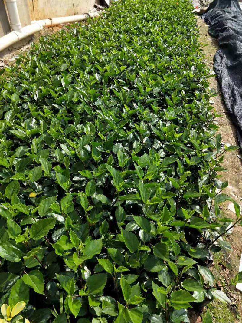 黄花朱槿，绿化工程苗木