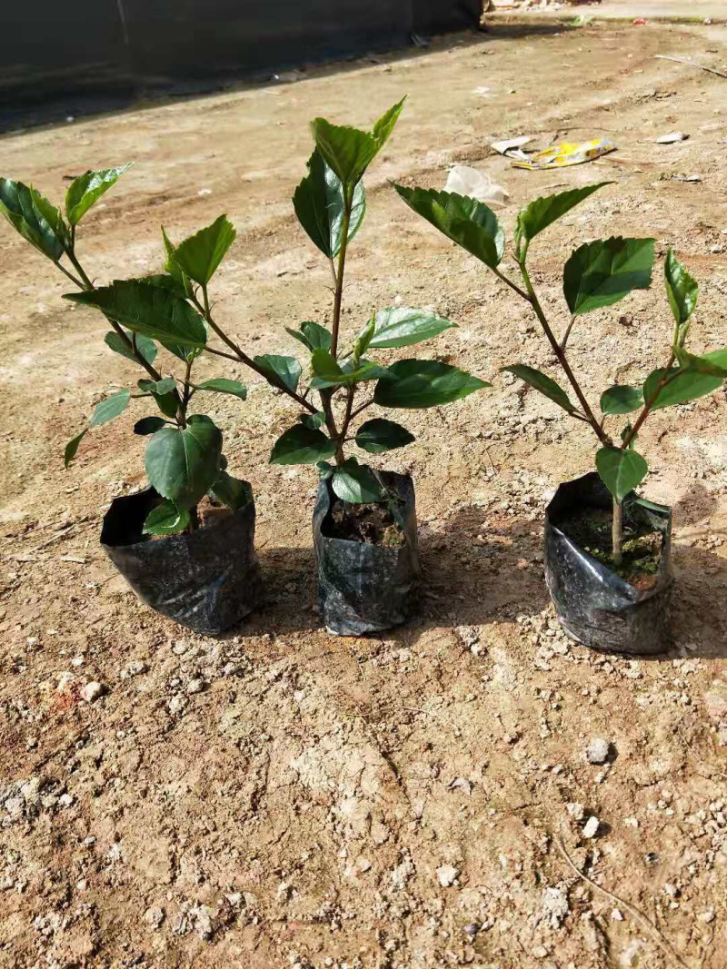黄花朱槿，绿化工程苗木