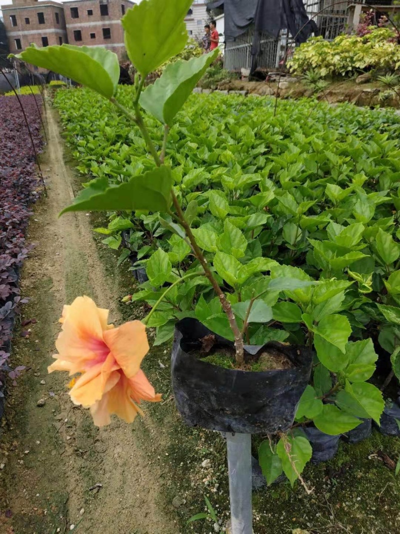 黄花朱槿，绿化工程苗木