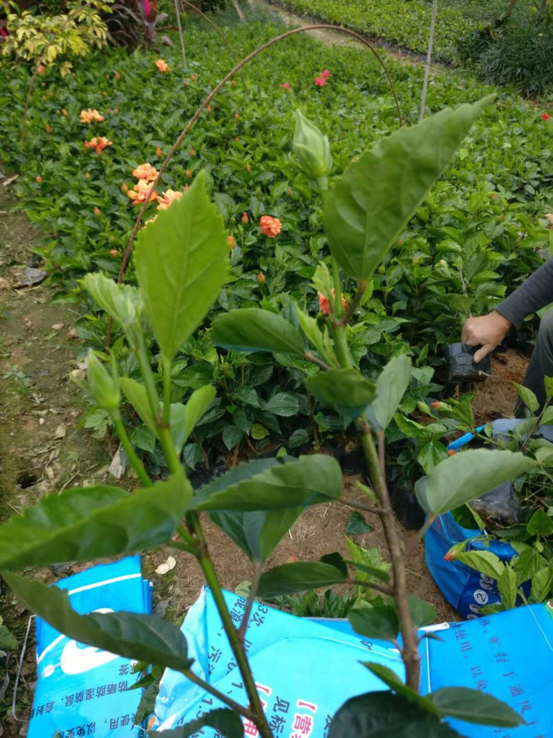 黄花朱槿，绿化工程苗木