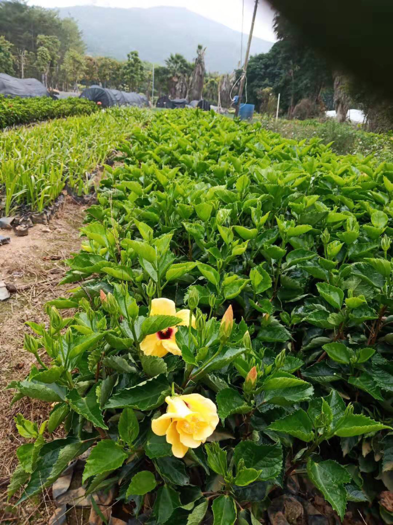 黄花朱槿，绿化工程苗木
