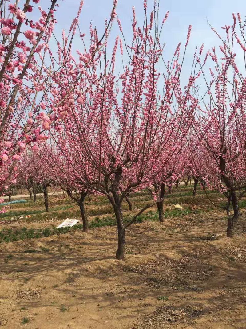 8厘米晚樱装车种植樱花正合适树形优美高杆的染京吉野樱花苗