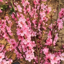 8厘米晚樱装车种植樱花正合适树形优美高杆的染京吉野樱花苗