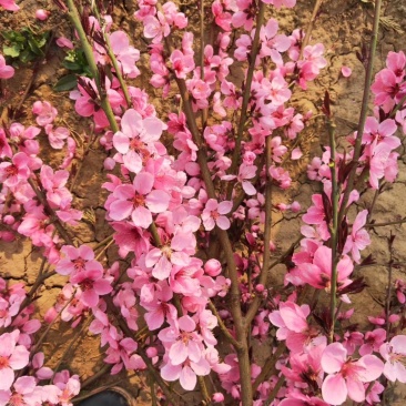 8厘米晚樱装车种植樱花正合适树形优美高杆的染京吉野樱花苗