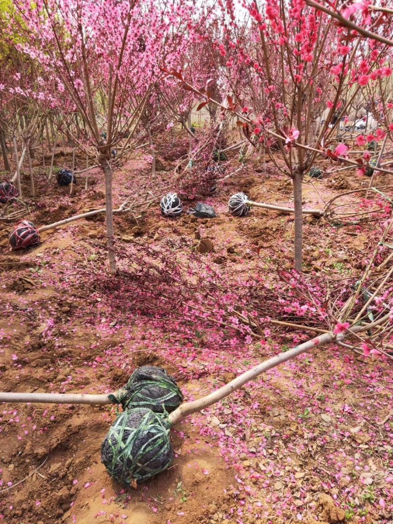 8厘米晚樱装车种植樱花正合适树形优美高杆的染京吉野樱花苗