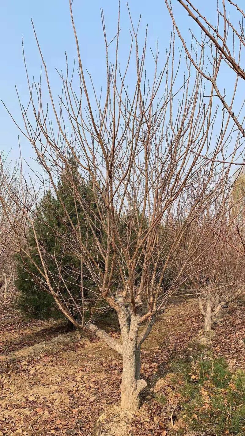 8厘米晚樱装车种植樱花正合适树形优美高杆的染京吉野樱花苗