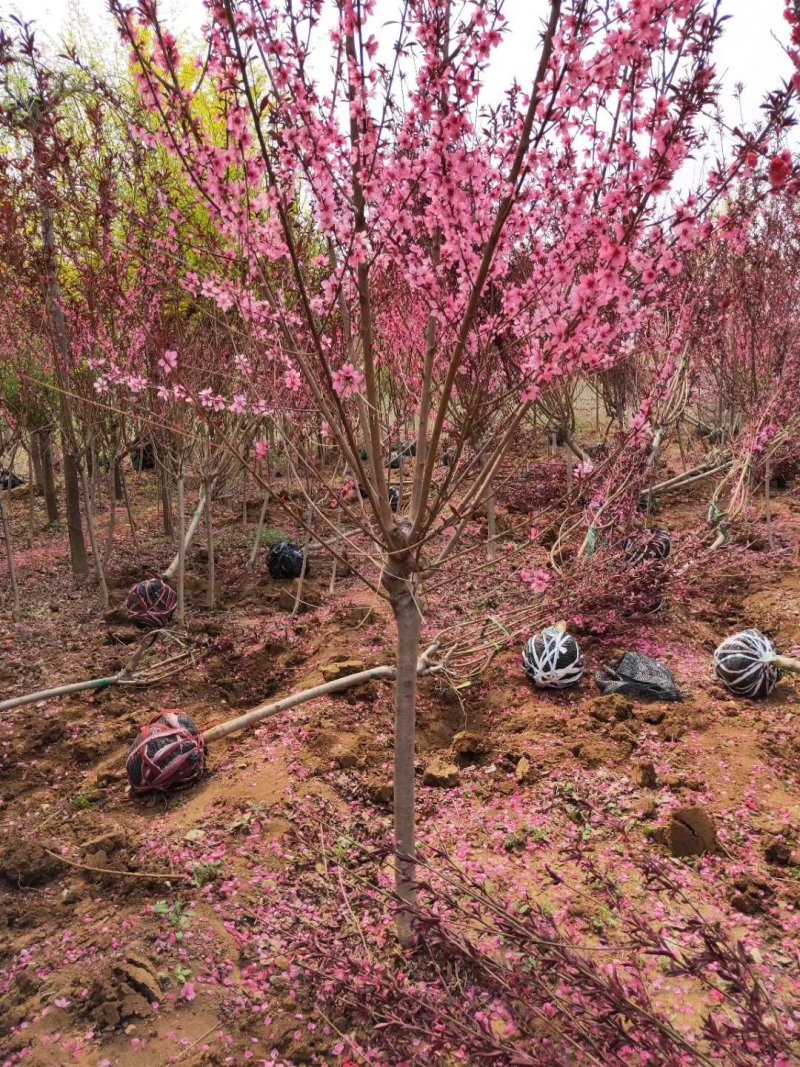 8厘米晚樱装车种植樱花正合适树形优美高杆的染京吉野樱花苗