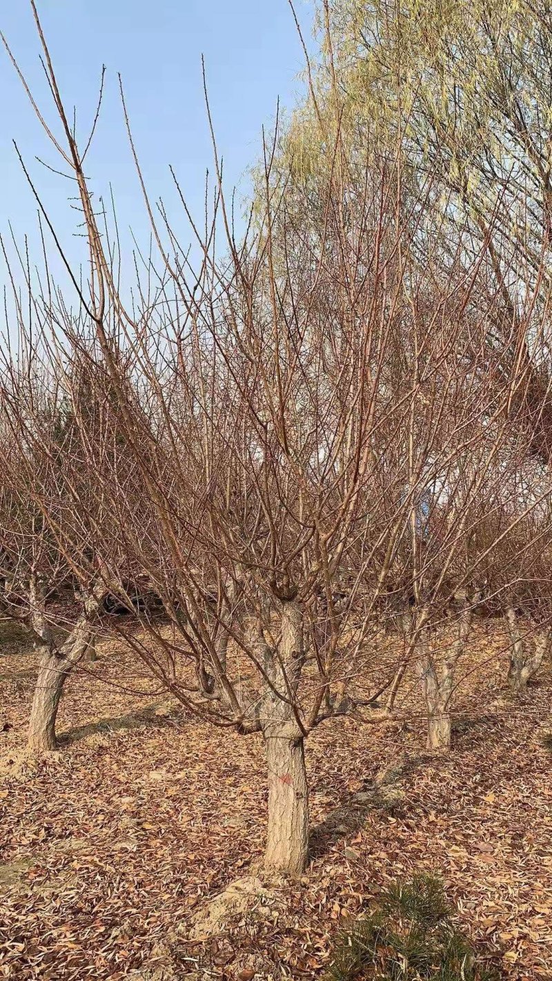 8厘米晚樱装车种植樱花正合适树形优美高杆的染京吉野樱花苗